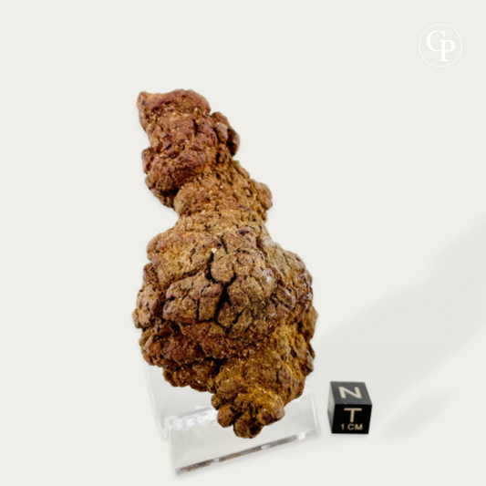 coprolithe majungasaurus, majungasaurus coprolite, dernier repas majungasaurus, last meal coprolite, madagascar 70 ma, fluorescence uv coprolite, inclusions osseuses, fossile crétacé, cabinet de curiosités, rare fossil madagascar, theropod coprolite